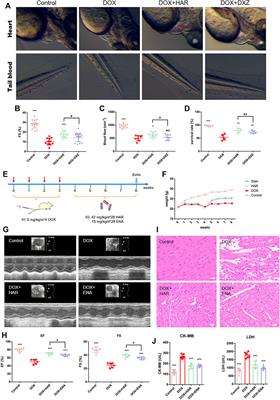 Harpagoside Protects Against Doxorubicin-Induced Cardiotoxicity via P53-Parkin-Mediated Mitophagy